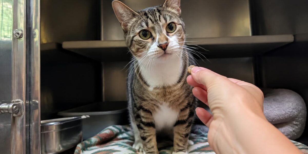 Cat Adoption in Dallas, TX: Your Complete Guide