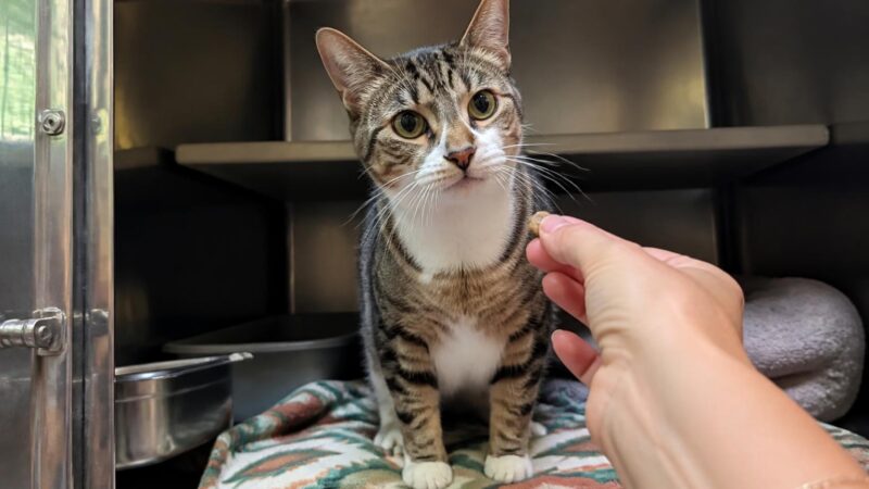 Cat Adoption in Dallas, TX: Your Complete Guide