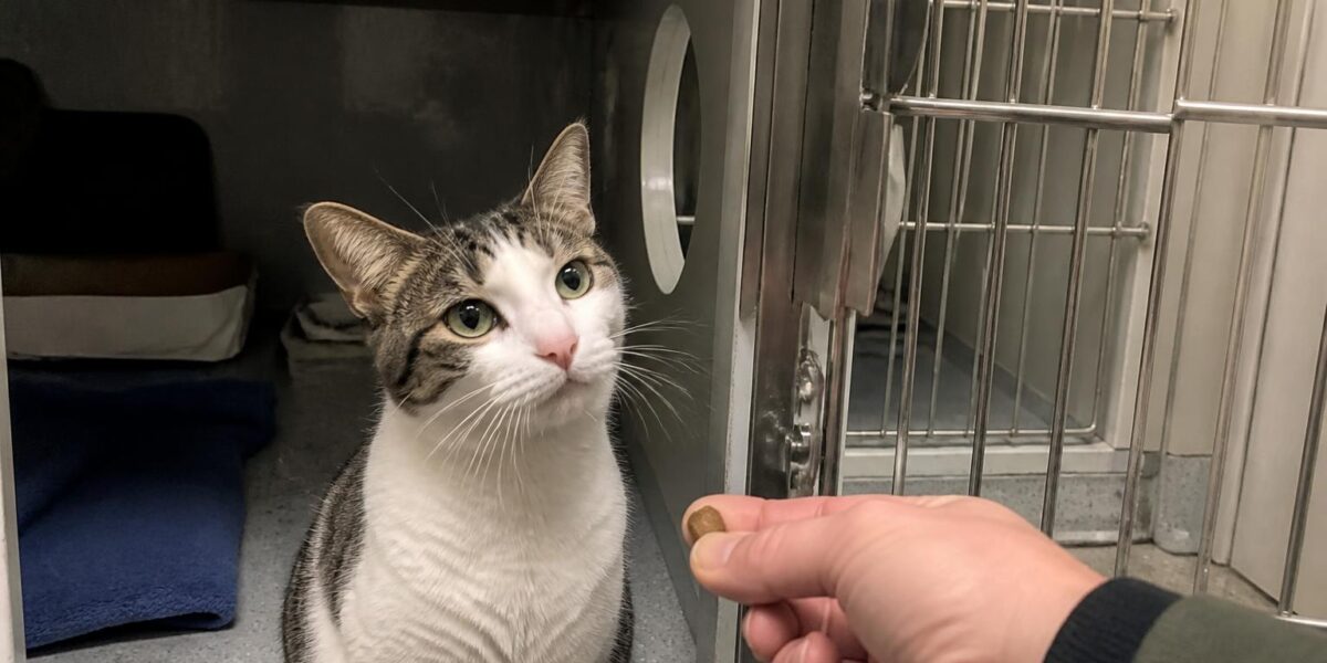 Cat Adoption in Des Moines, IA: Your Complete Guide