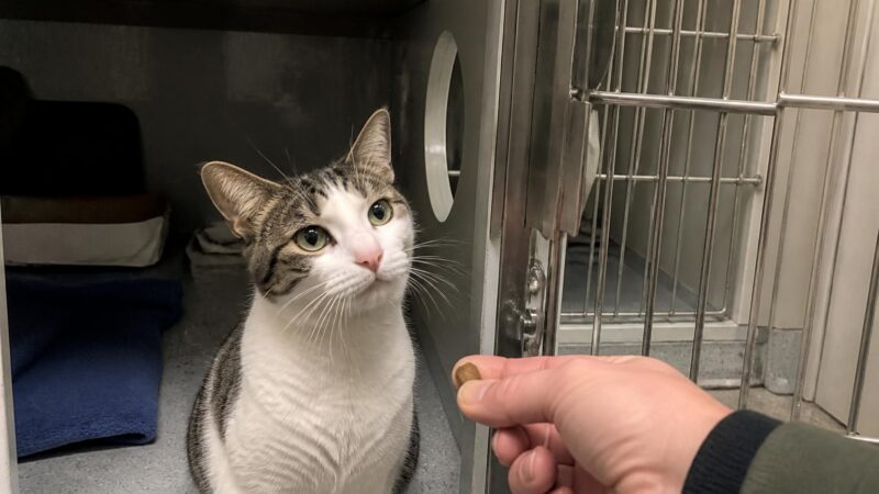 Cat Adoption in Des Moines, IA: Your Complete Guide