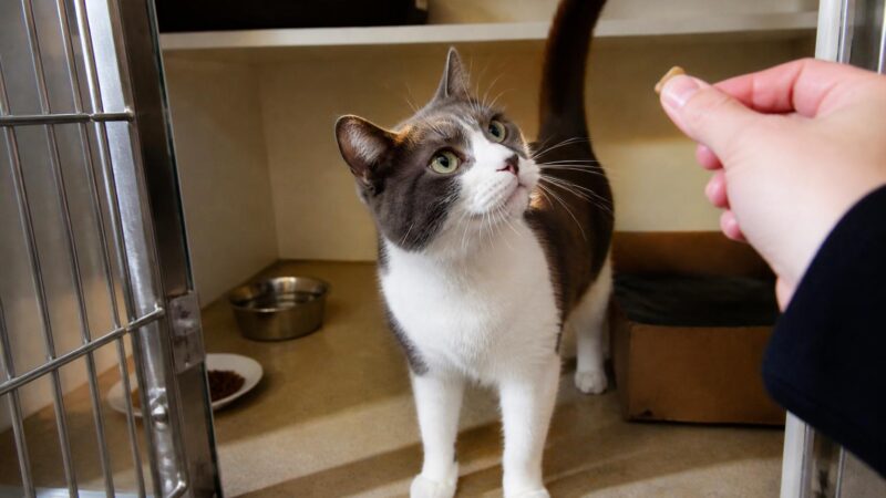 Cat Adoption in Detroit, MI: Your Complete Guide