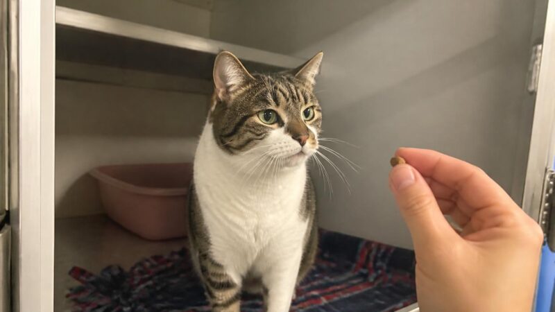 Cat Adoption in Fargo, ND: Your Complete Guide