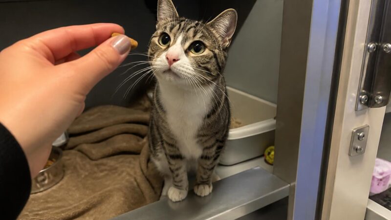Cat Adoption in Hartford, CT: Your Complete Guide