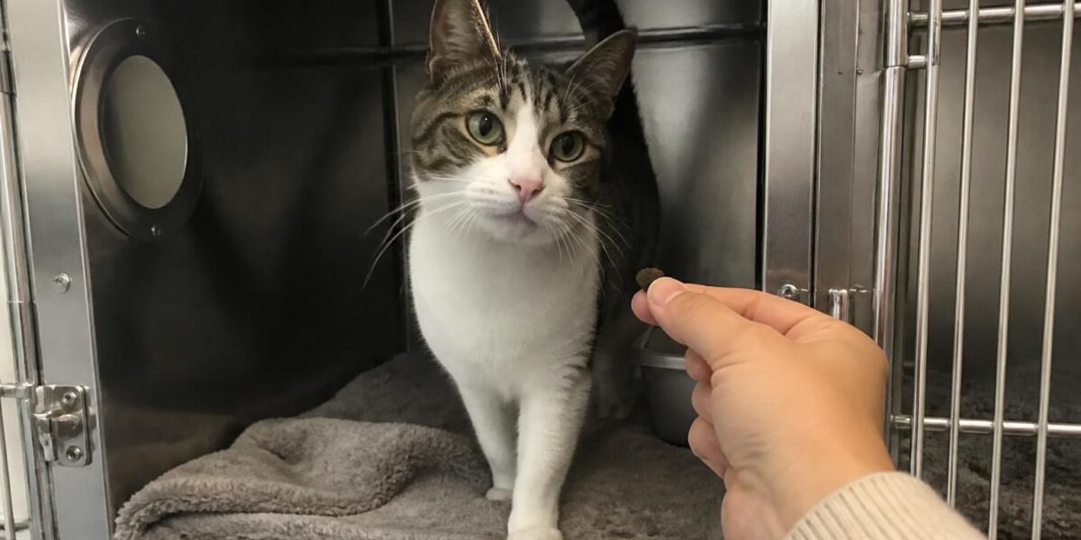 Cat Adoption in Houston, TX: Your Complete Guide