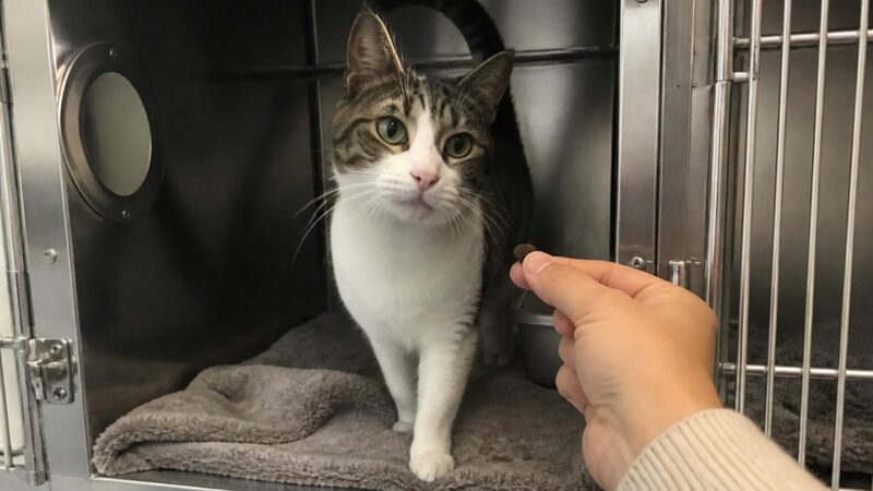 Cat Adoption in Houston, TX: Your Complete Guide