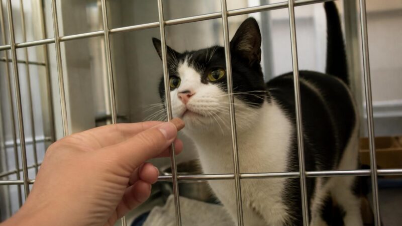 Cat Adoption in Indianapolis, IN: Your Complete Guide