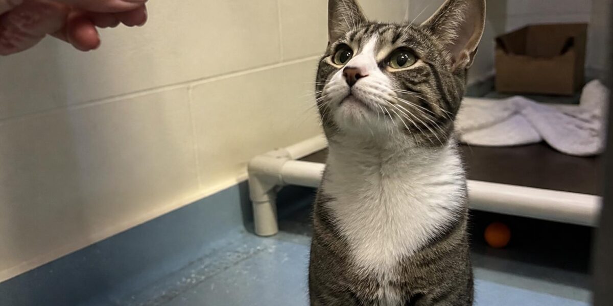 Cat Adoption in Jacksonville, FL: Your Complete Guide