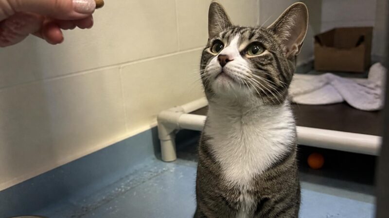 Cat Adoption in Jacksonville, FL: Your Complete Guide