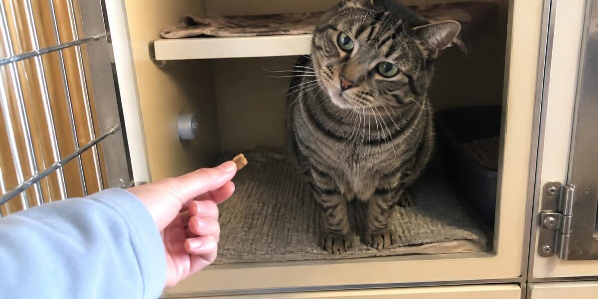 Cat Adoption in Kansas City, MO: Your Complete Guide