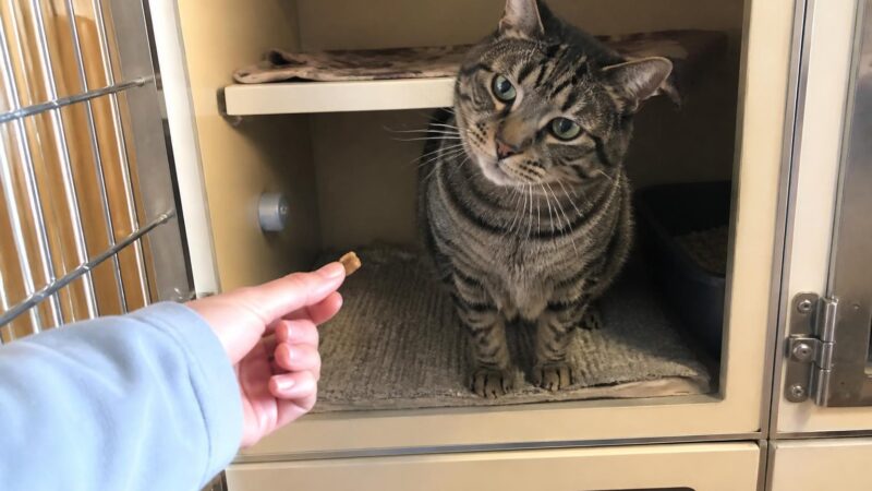 Cat Adoption in Kansas City, MO: Your Complete Guide