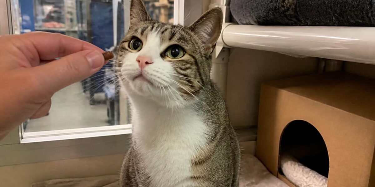 Cat Adoption in Louisville, KY: Your Complete Guide