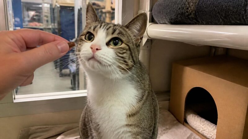 Cat Adoption in Louisville, KY: Your Complete Guide