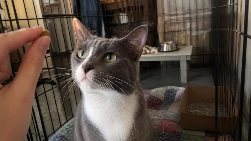 Cat Adoption in Memphis, TN: Your Complete Guide