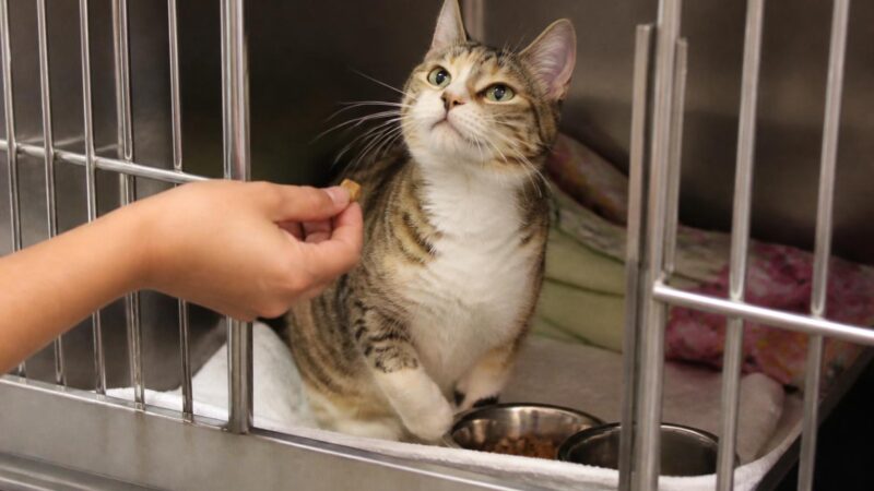 Cat Adoption in Miami, FL: Your Complete Guide