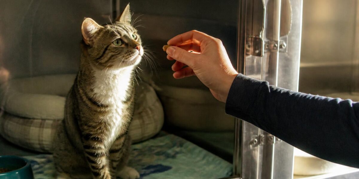 Cat Adoption in Milwaukee, WI: Your Complete Guide
