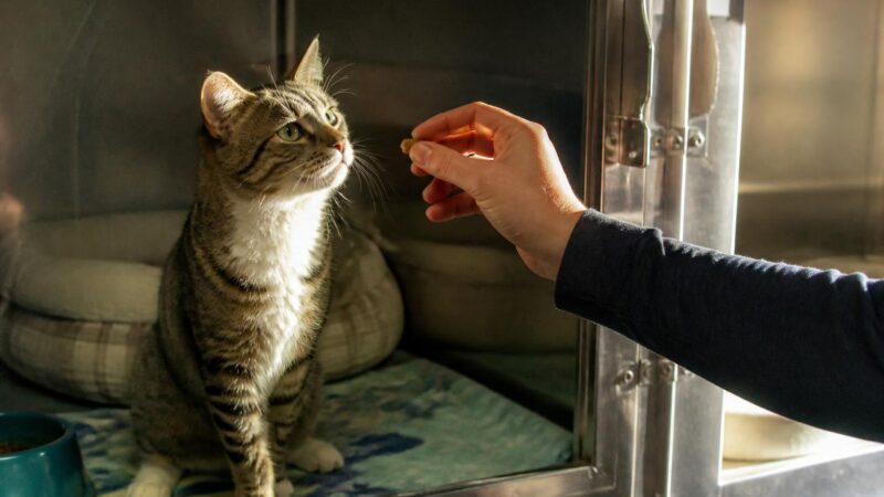 Cat Adoption in Milwaukee, WI: Your Complete Guide
