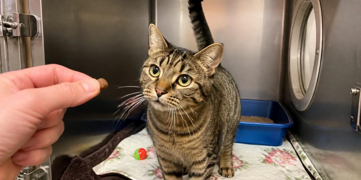 Cat Adoption in Minneapolis, MN: Your Complete Guide