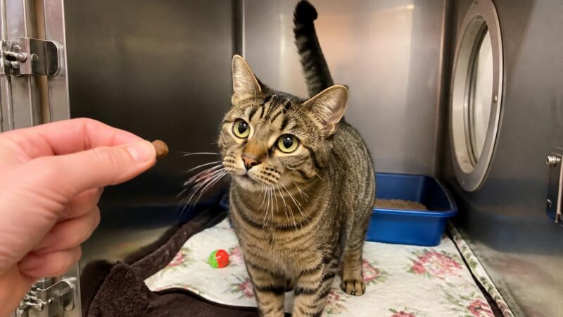 Cat Adoption in Minneapolis, MN: Your Complete Guide