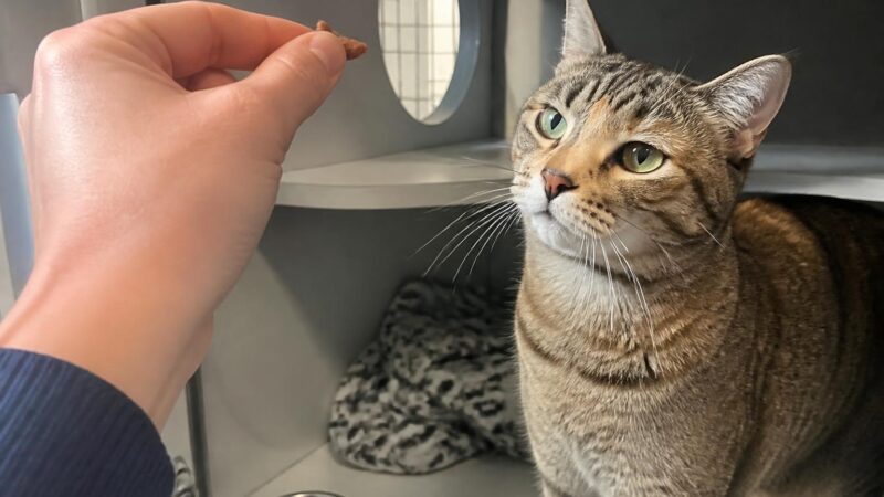 Cat Adoption in Missoula, MT: Your Complete Guide