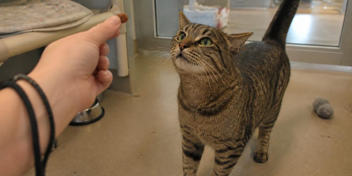 Cat Adoption in Nashville, TN: Your Complete Guide