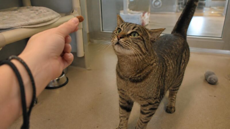 Cat Adoption in Nashville, TN: Your Complete Guide