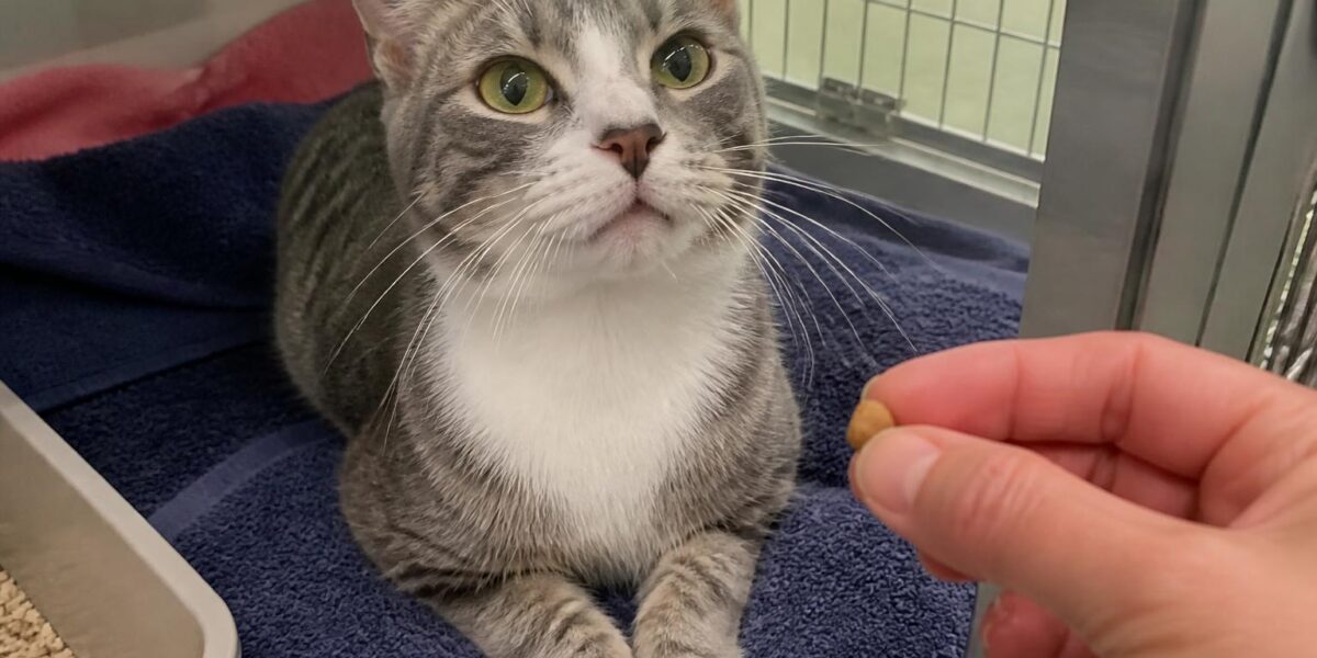 Cat Adoption in New Orleans, LA: Your Complete Guide