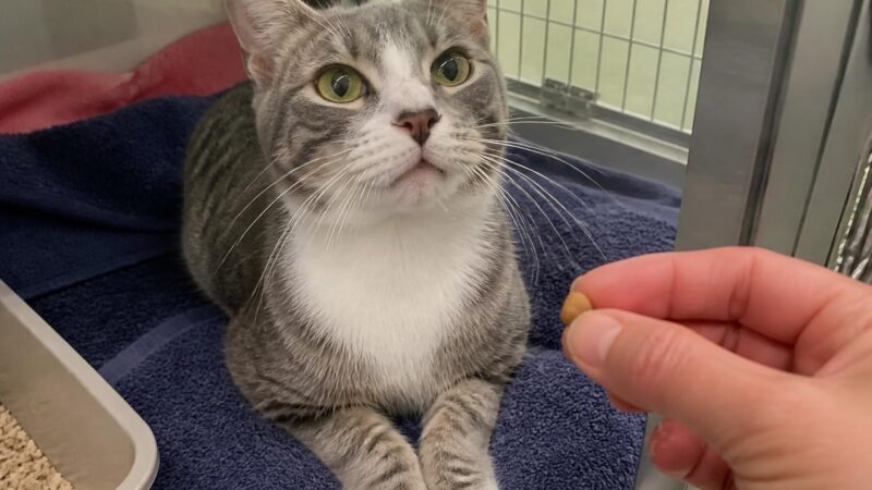 Cat Adoption in New Orleans, LA: Your Complete Guide