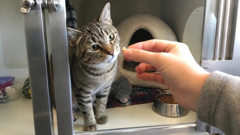 Cat Adoption in Oklahoma City, OK: Your Complete Guide