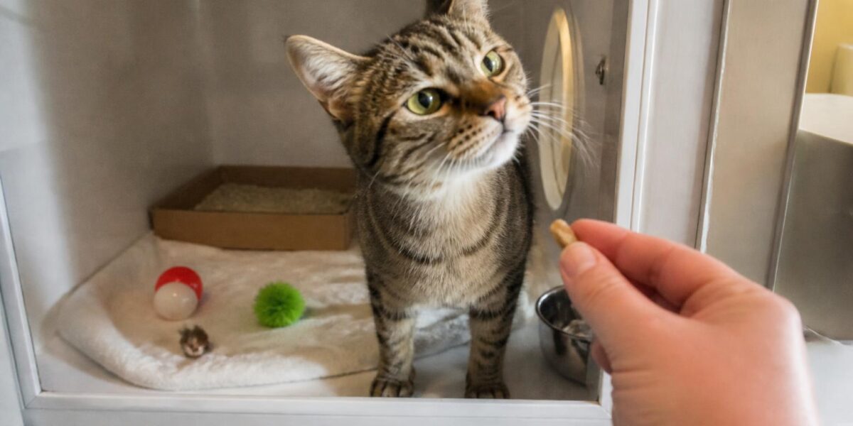 Cat Adoption in Omaha, NE: Your Complete Guide