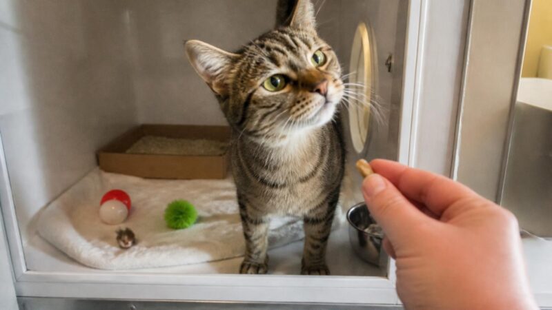 Cat Adoption in Omaha, NE: Your Complete Guide