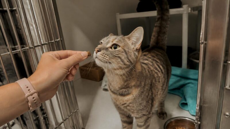 Cat Adoption in Orlando, FL: Your Complete Guide