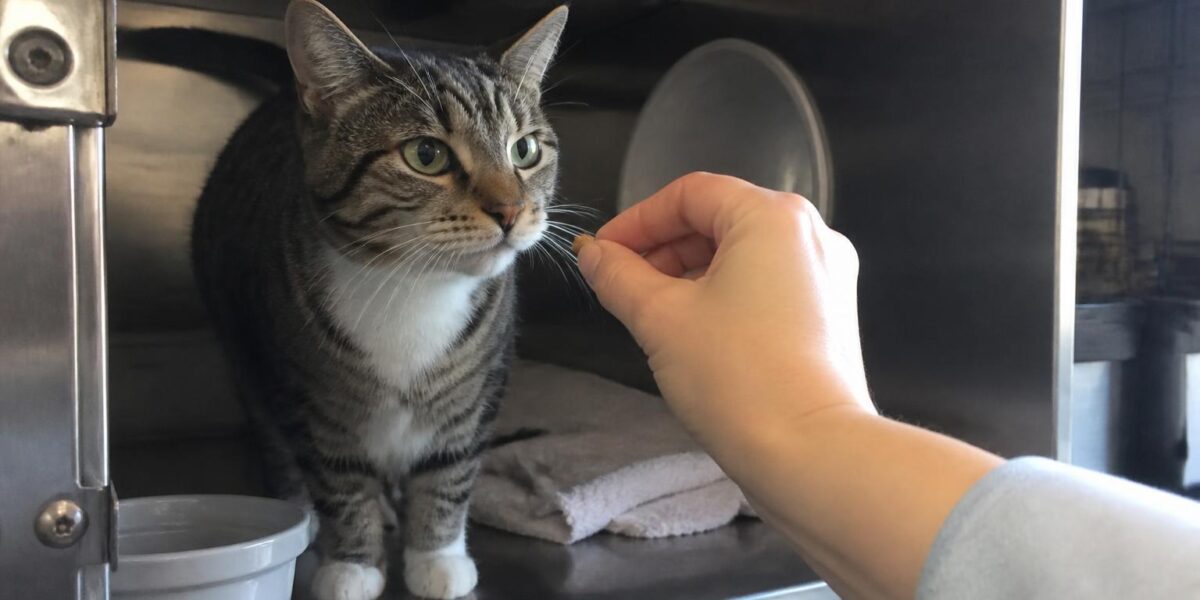 Cat Adoption in Philadelphia, PA: Your Complete Guide
