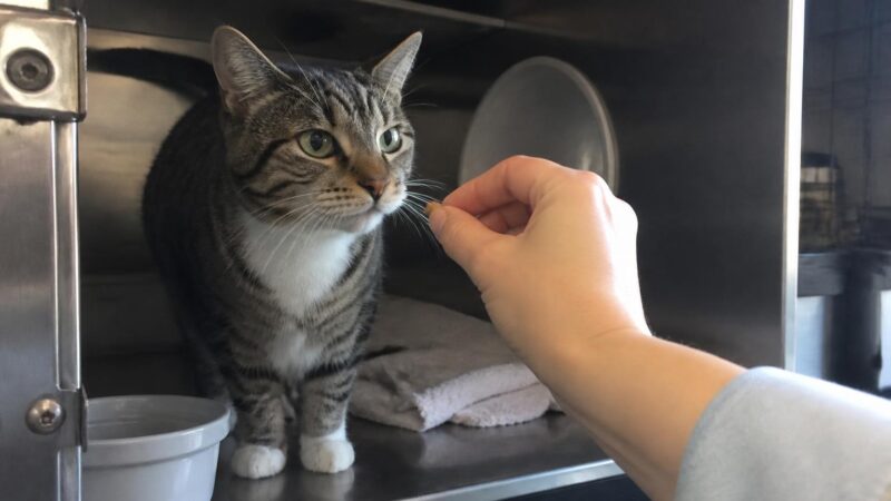 Cat Adoption in Philadelphia, PA: Your Complete Guide