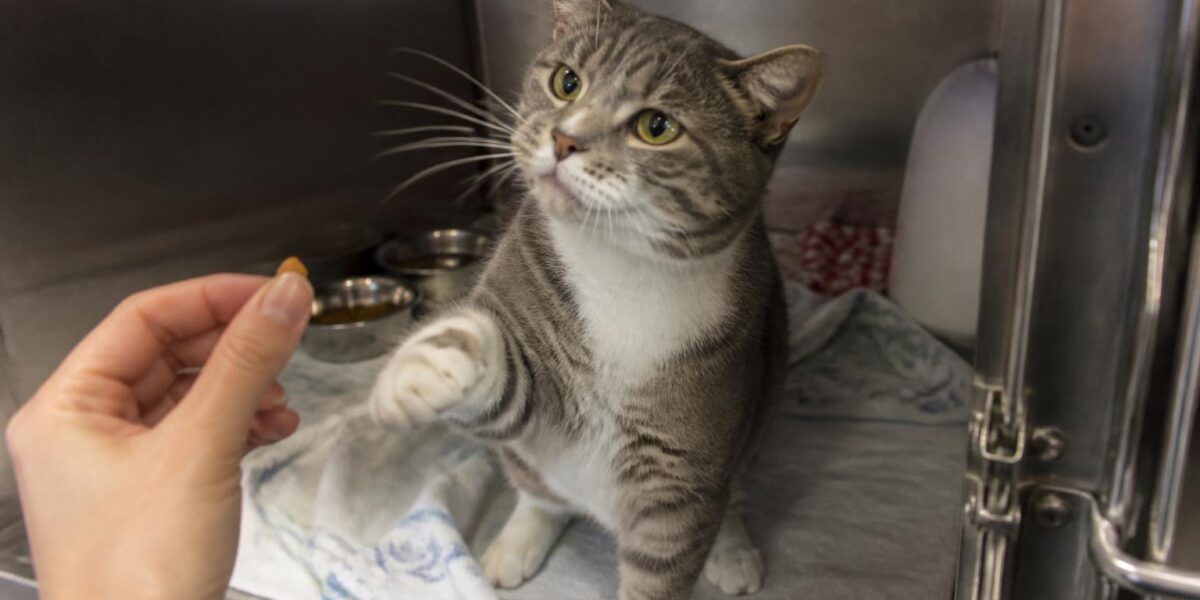 Cat Adoption in Pittsburgh, PA: Your Complete Guide
