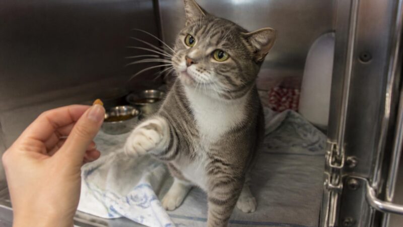 Cat Adoption in Pittsburgh, PA: Your Complete Guide