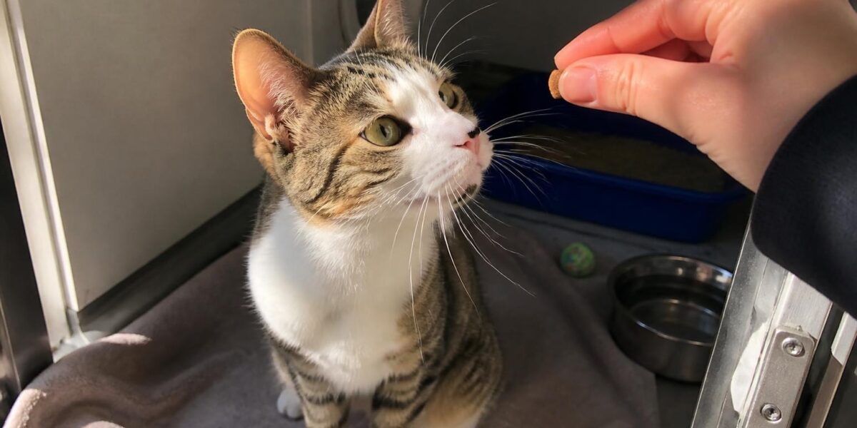 Cat Adoption in Portland, OR: Your Complete Guide