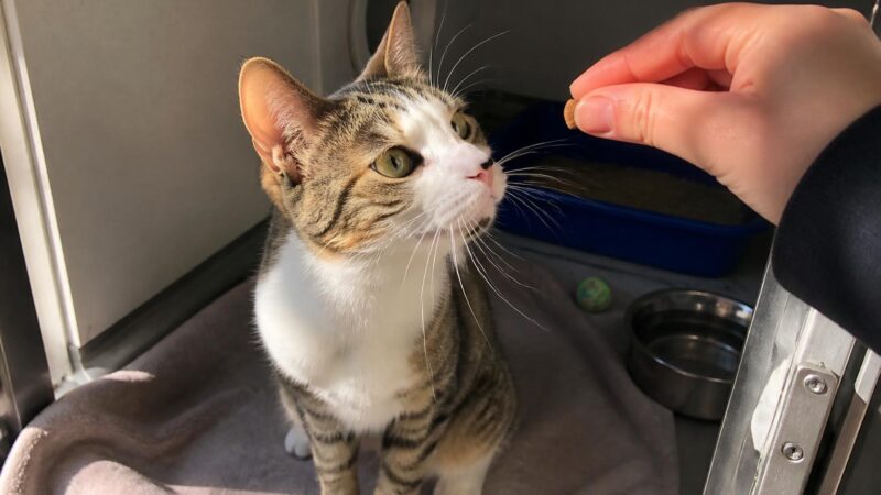 Cat Adoption in Portland, OR: Your Complete Guide