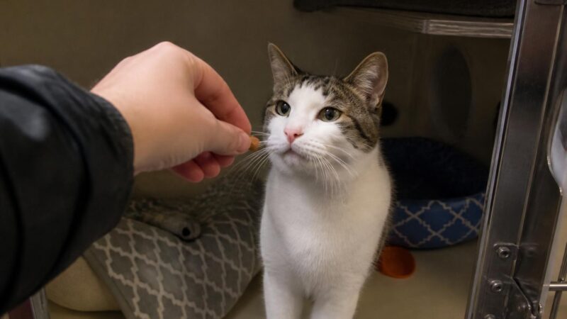Cat Adoption in Providence, RI: Your Complete Guide