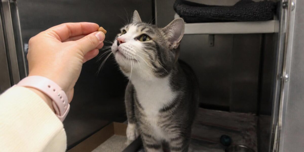 Cat Adoption in Raleigh, NC: Your Complete Guide