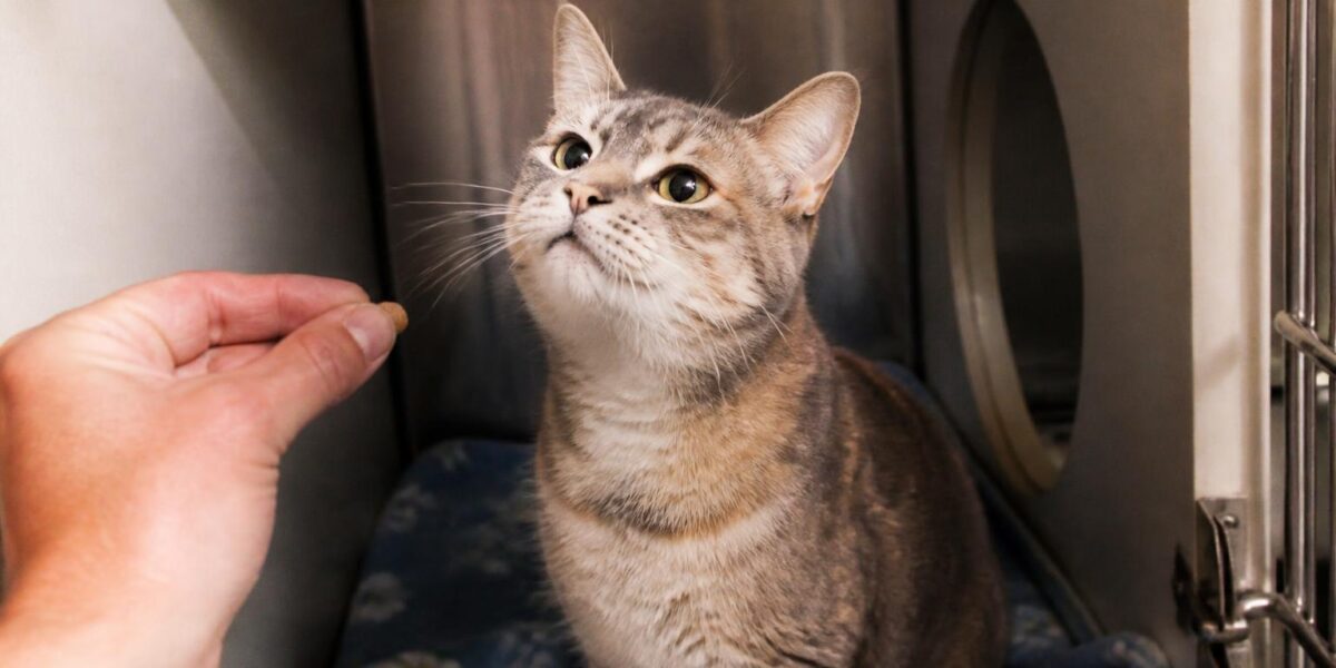 Cat Adoption in Rochester, NY: Your Complete Guide