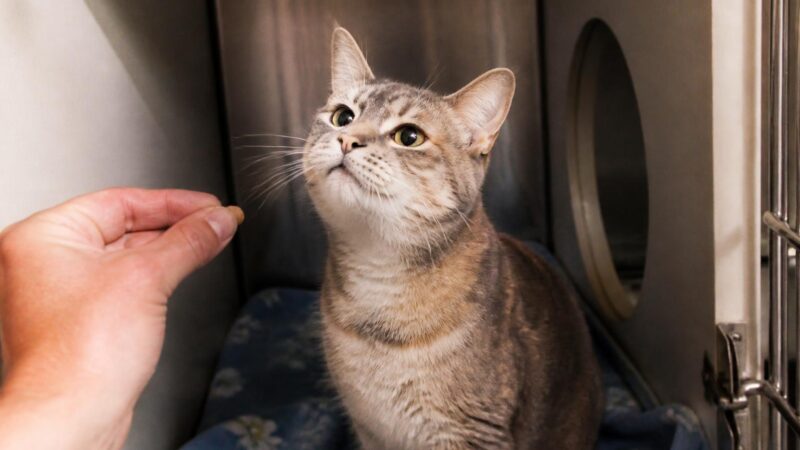 Cat Adoption in Rochester, NY: Your Complete Guide