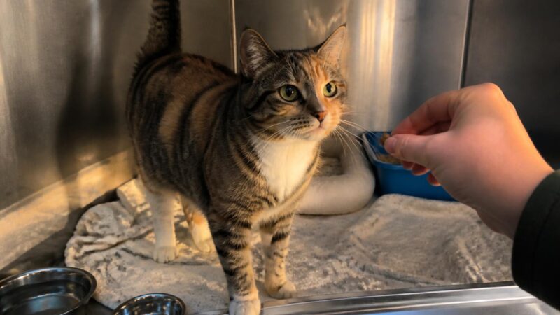 Cat Adoption in San Francisco, CA: Your Complete Guide