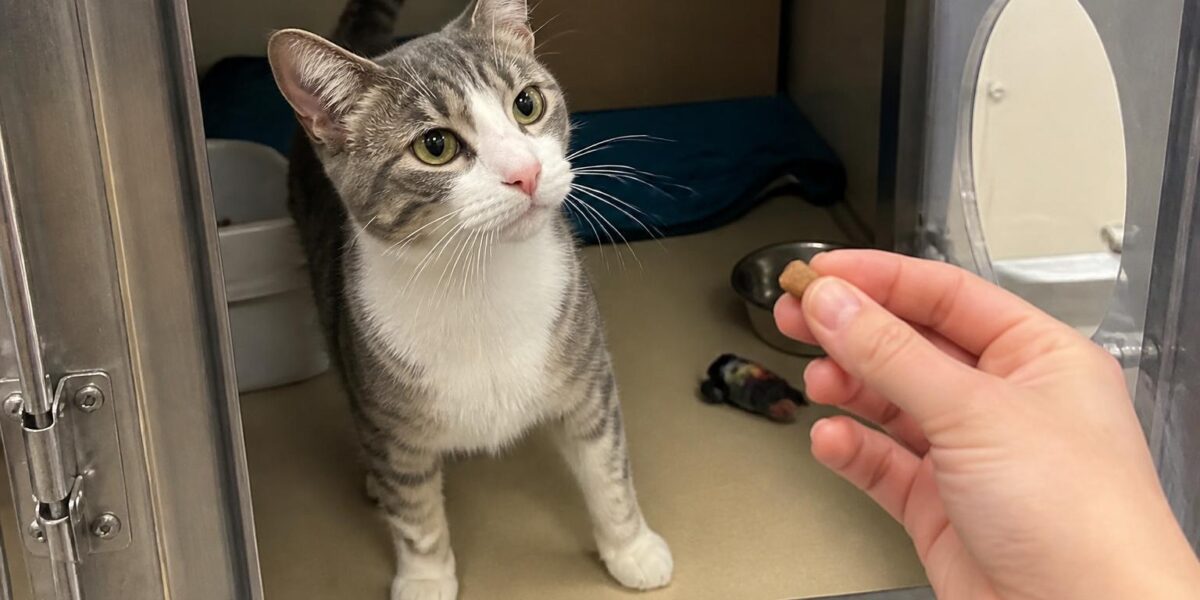 Cat Adoption in San Jose, CA: Your Complete Guide