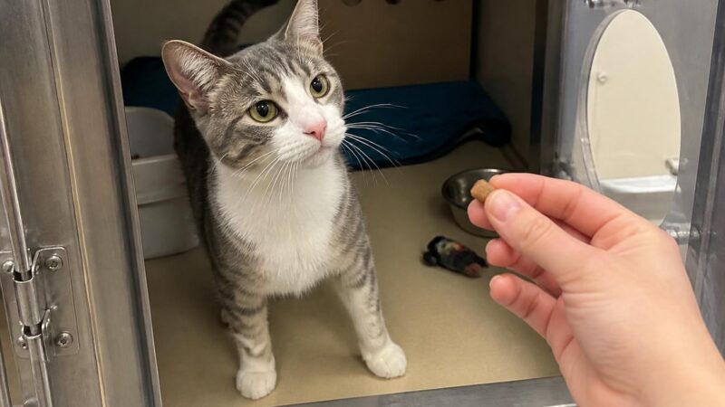 Cat Adoption in San Jose, CA: Your Complete Guide