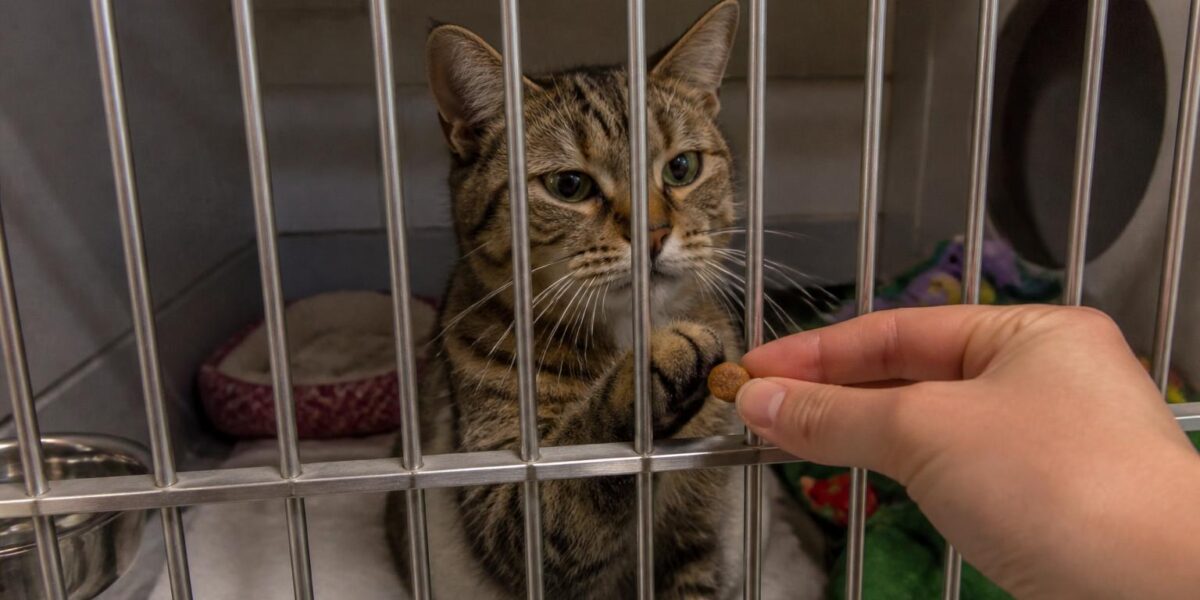 Cat Adoption in Savannah, GA: Your Complete Guide