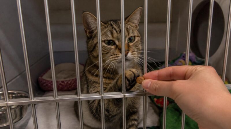 Cat Adoption in Savannah, GA: Your Complete Guide