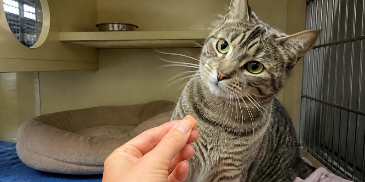 Cat Adoption in Seattle, WA: Your Complete Guide