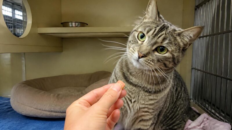 Cat Adoption in Seattle, WA: Your Complete Guide