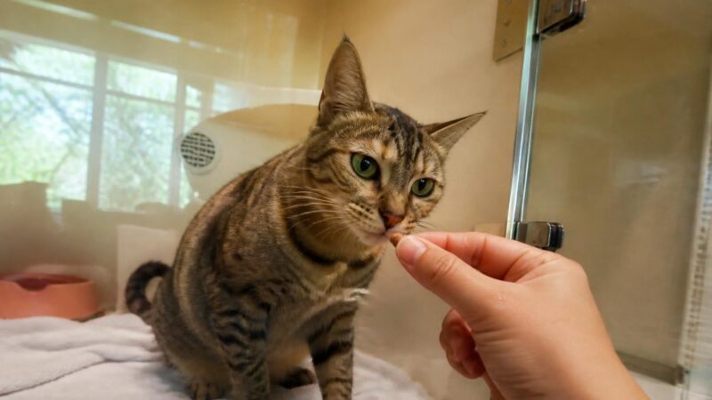 Cat Adoption in Singapore: Your Complete Guide