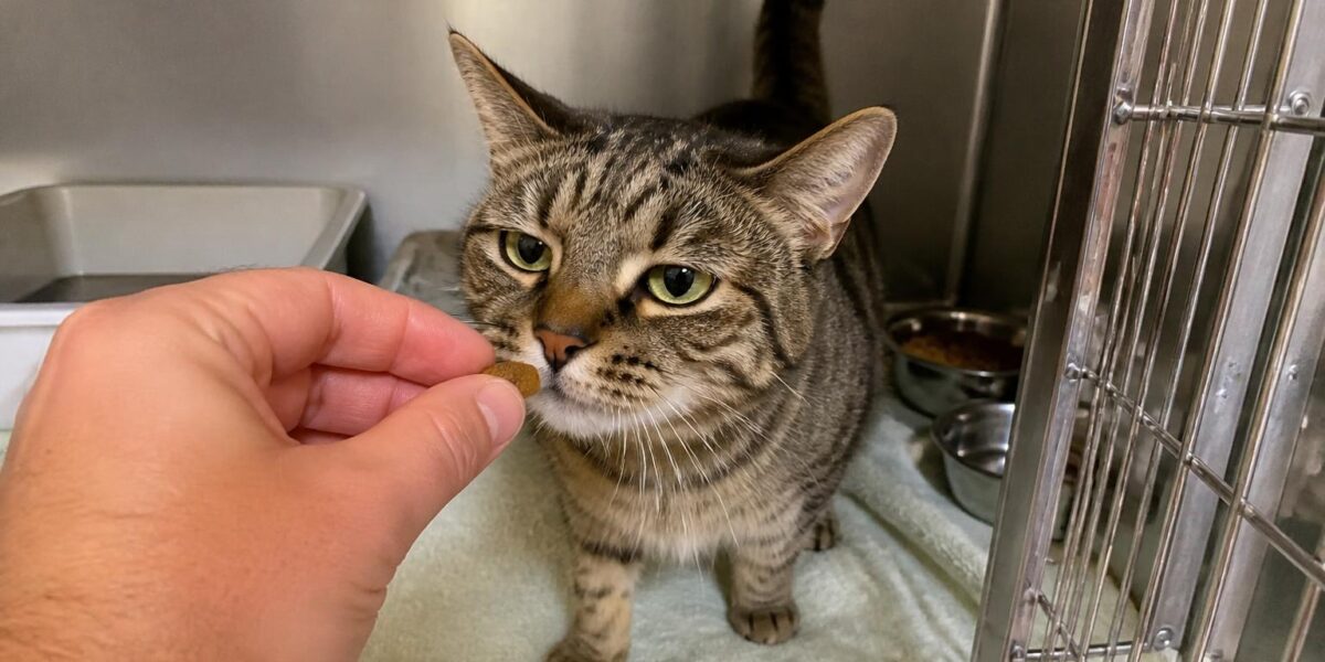 Cat Adoption in Sioux Falls, SD: Your Complete Guide